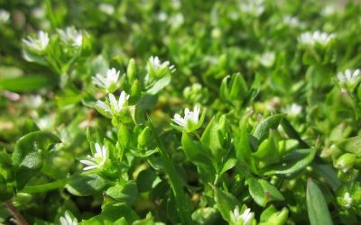 Chickweed