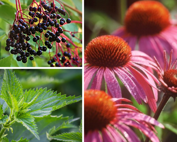 Herbs to Support the Immune System in Spring & Summer