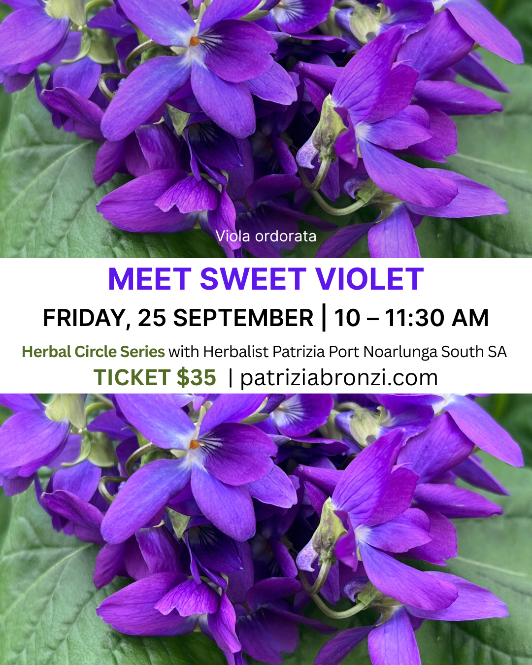 Herbal Circle Series - Meet Sweet Violet SOLD OUT