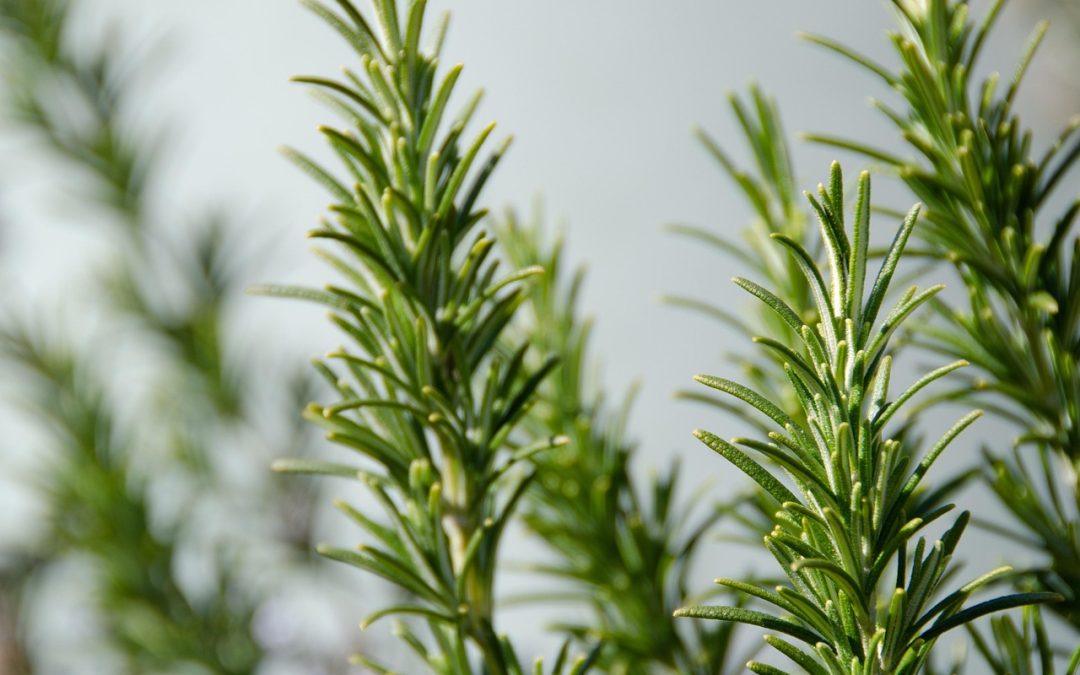 Rosemary