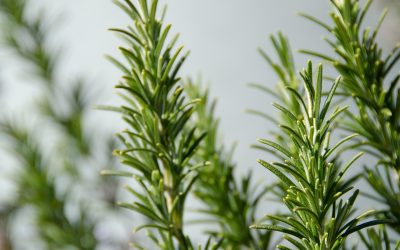 Rosemary