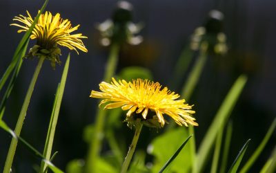Dandelion