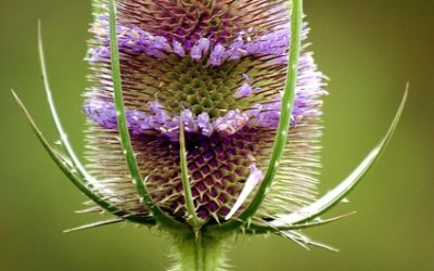 Teasel