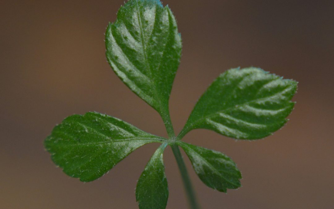 Immortality Herb