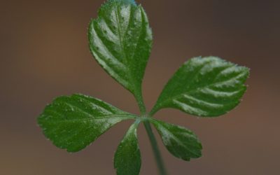 Immortality Herb