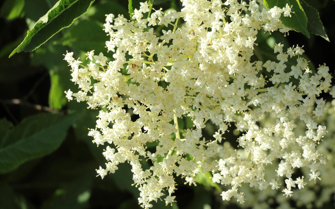 Elderflower