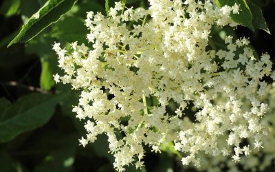 Elderflower