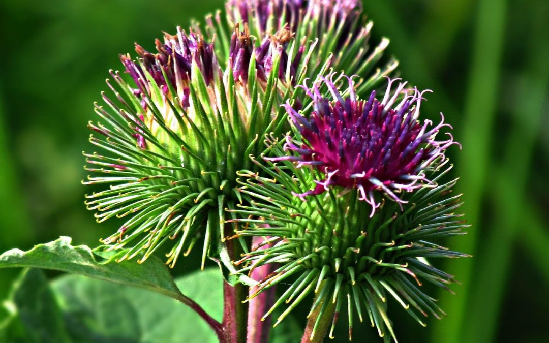 Burdock