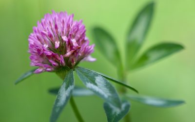 Red Clover