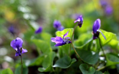 SWEET VIOLET